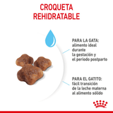 FHN MOTHERANDBABYCAT - CROQUETA